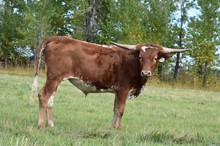 2232 CATCHIN HORNE STEER