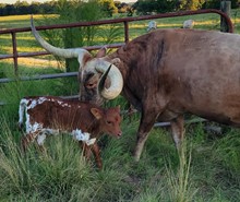 Bull calf Wheels Up x Dunn Sashay