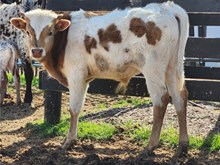 CK Shiloh Bull Calf