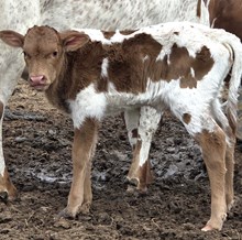 25 Dreamz Dried Heifer