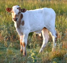 CND x 50 Lumens bull