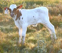 CND X West Philadelphia bull