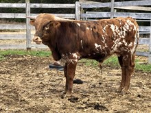 HEMI