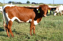 DB Miracle of Bethany 