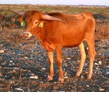 DB Miranda's Blossom