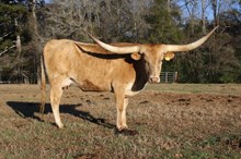 Riverforks Pretty Smooth