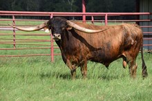 Brazos Notorious 39/21