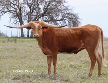 ROSES FIFTY GOLD BARS