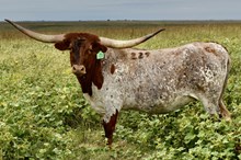 GLR COWGIRL CUT LADY