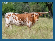 DBL-K DARLENES SMILE