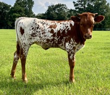 TS Straight Flush Diva Heifer Calf
