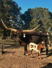 Game Plan at Midnight 