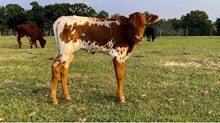 Horseshoe J Scarlet Heifer Calf