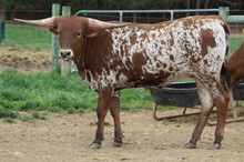 Horseshoe J Dazzle