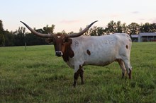 LC Rockette