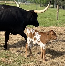 Bull Calf Powerwagon / Dusty Zona 911