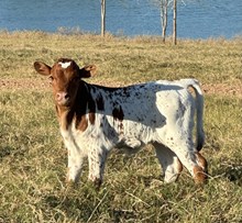 Cut N Dried x WS Sade