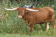 MWR OREO'S DOUBLE STUFF