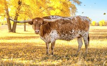 MWR  DUSTED IN CONFETTI