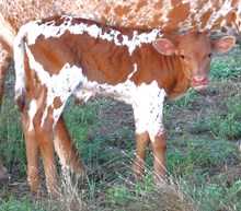 CND X Cindy Bolen Bull