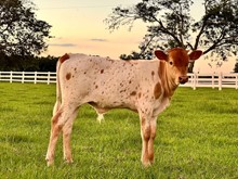 Dunn Jazzed Up Bull Calf