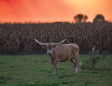 L4 Special Investment