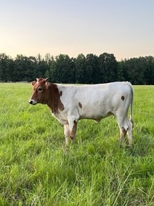 LC Rockette