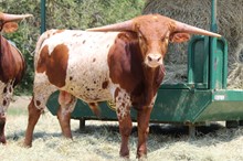 Powerwagon/TT Monika's Promise bull