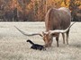 Badger playing with the Cows
