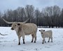 Mary Ellen and bull calf 1/16/22